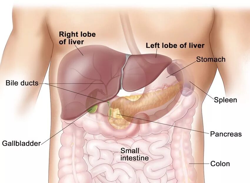 Расположение печени у человека фото Liver anatomy: (left) with an average weight of about 1.5 kg, the human... Downl