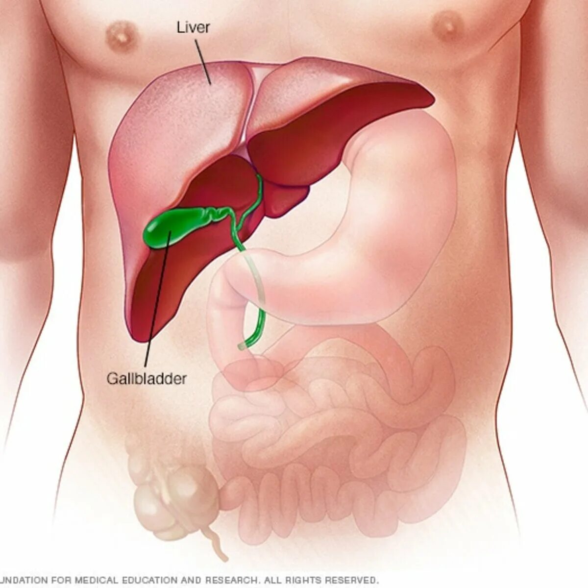 Расположение печени у человека фото Non-alcohol fatty liver disease (NAFLD) Kaggle