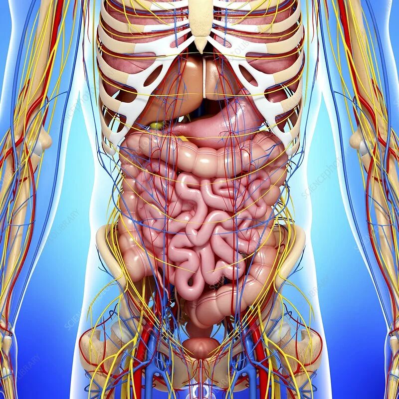 Расположение печени у человека фото спереди Human anatomy, artwork - Stock Image - F005/9563 - Science Photo Library