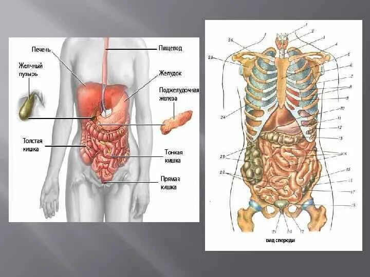Расположение печени у человека фото спереди Под расположена