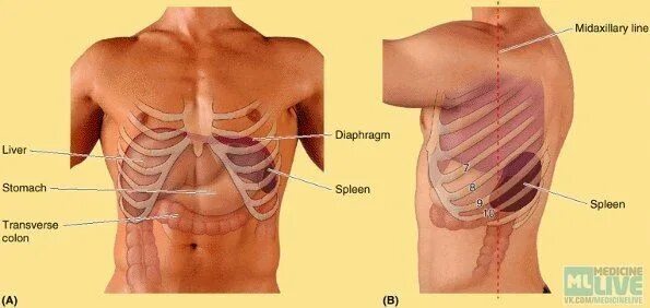 Расположение печени у человека фото спереди Расположение печени, желудка и селезенки 2019 WHITЕ POWER ВКонтакте