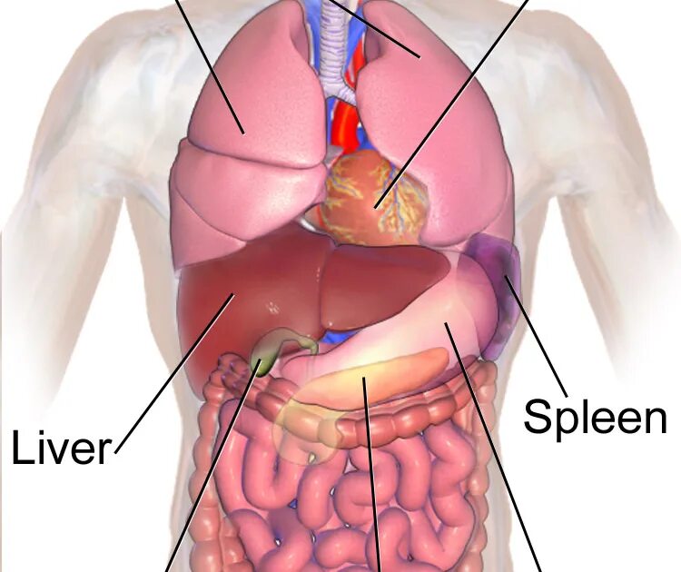 Расположение печени у человека фото спереди Под печенью расположен
