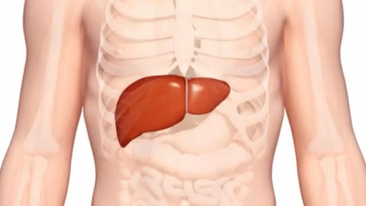 Расположение печени у женщины фото What does Liver Do - YouTube