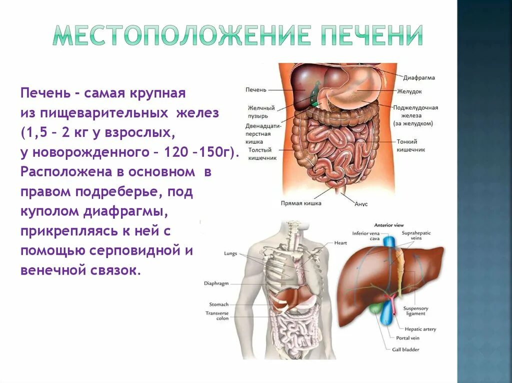 Расположение печени в организме человека фото Анатомия и физиология больших пищеварительных желез - презентация онлайн