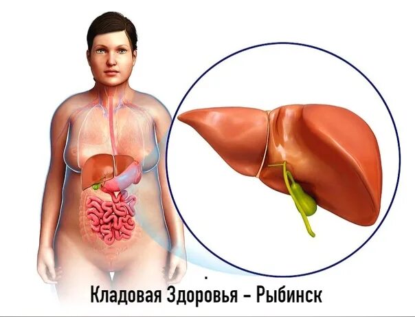 Расположение печени в организме человека фото Анатомия человека где находится печень: найдено 86 изображений