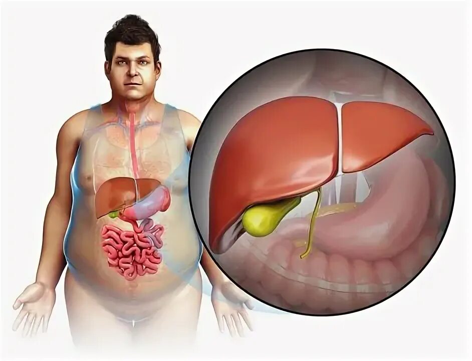 Расположение печени в организме человека фото Liver Illustration Изображения премиум-класса: просматривайте стоковые фотографи