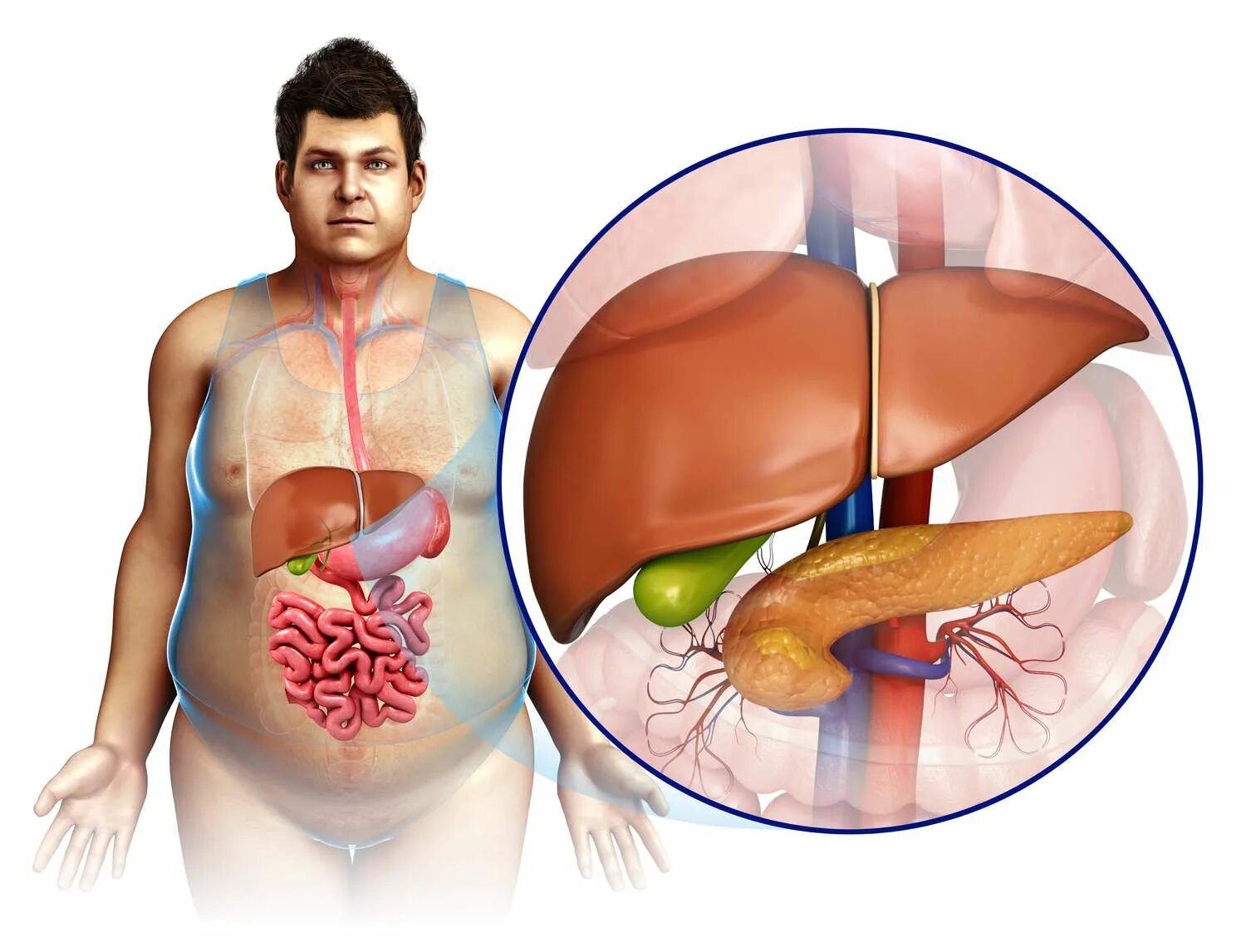 Расположение печени в организме человека фото Your Digestive System in Pictures