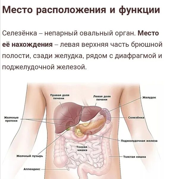 Расположение печени в организме человека фото Под печенью расположен