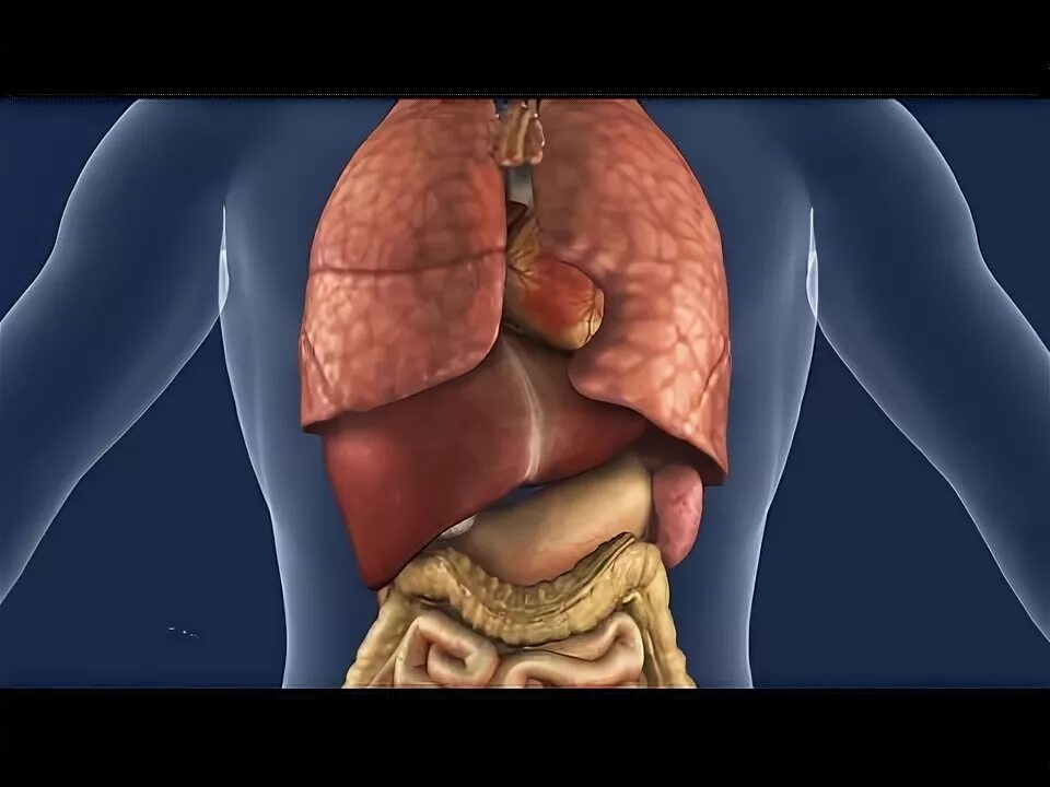 What does Liver Do - YouTube