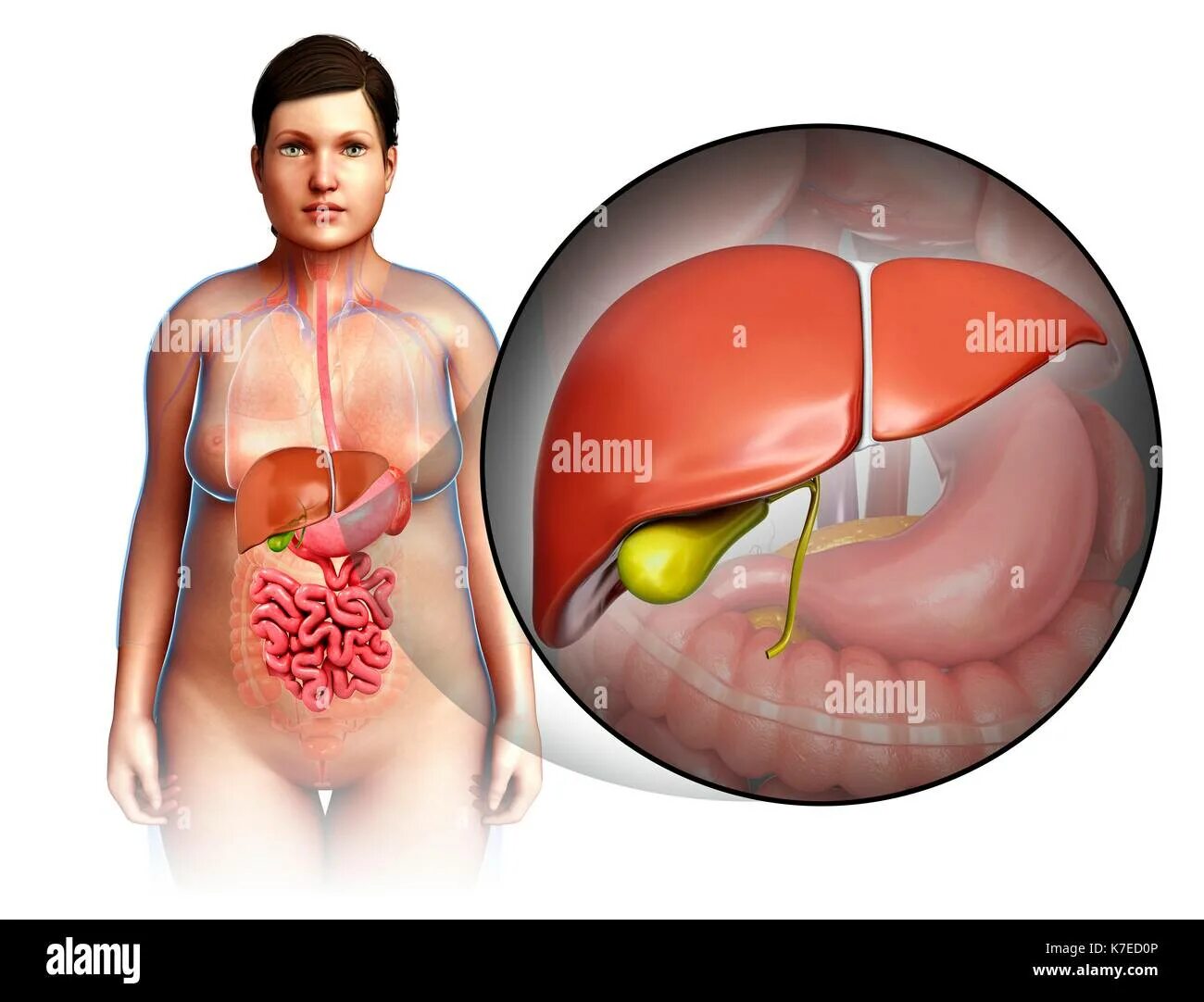 Расположение печени в организме фото Illustration of female liver anatomy Stock Photo - Alamy