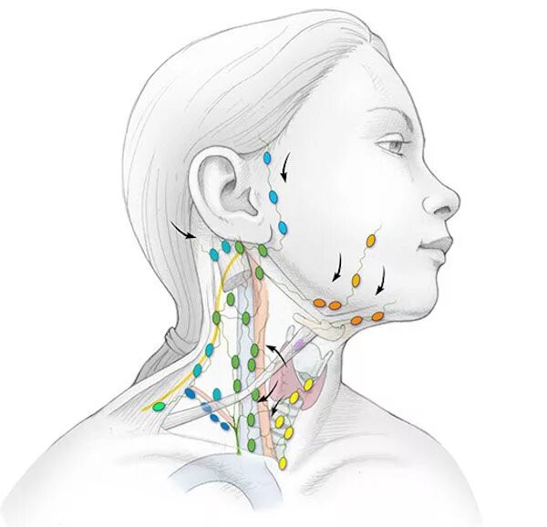 Расположение подчелюстных лимфоузлов у человека схема Золотые рецепты фитотерапии: очищение лимфы в один прием Лимфатическая система, 