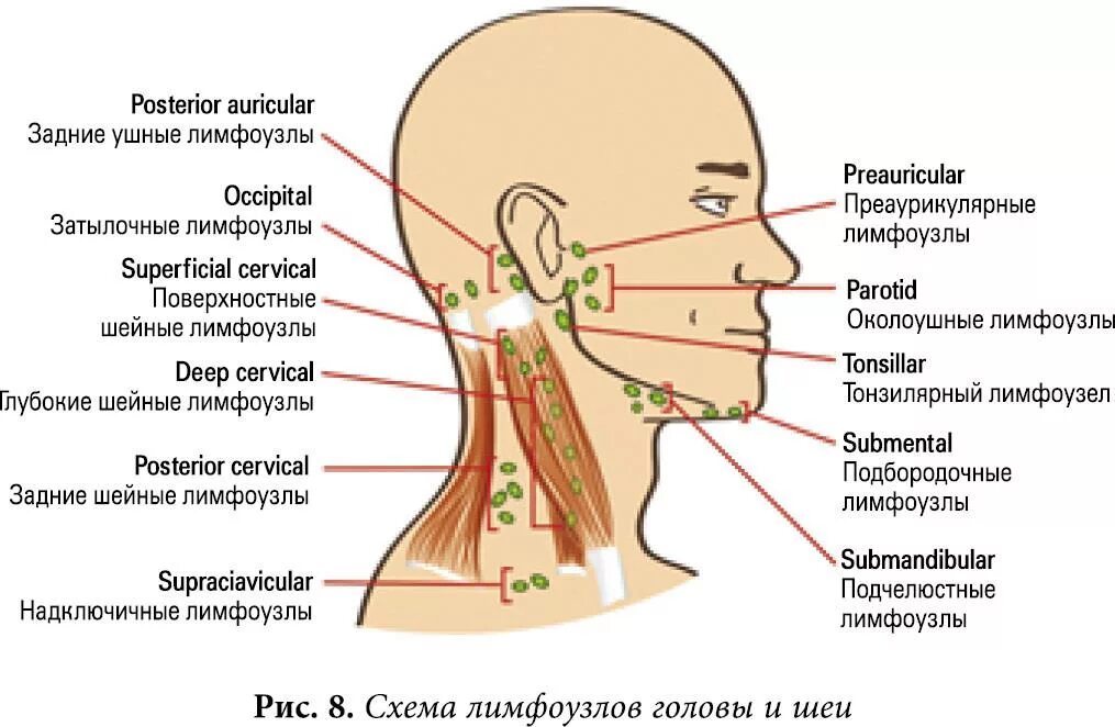 Расположение подчелюстных лимфоузлов у человека схема Заболели лимфатические узлы