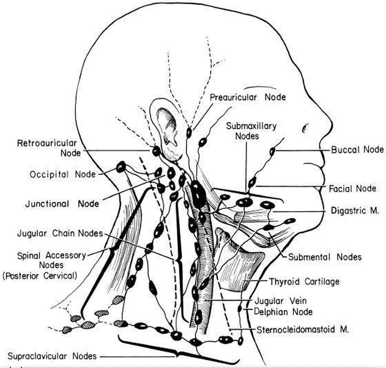 linfonodi-clavicola Massaggio linfatico, Sistema linfatico, Linfonodi