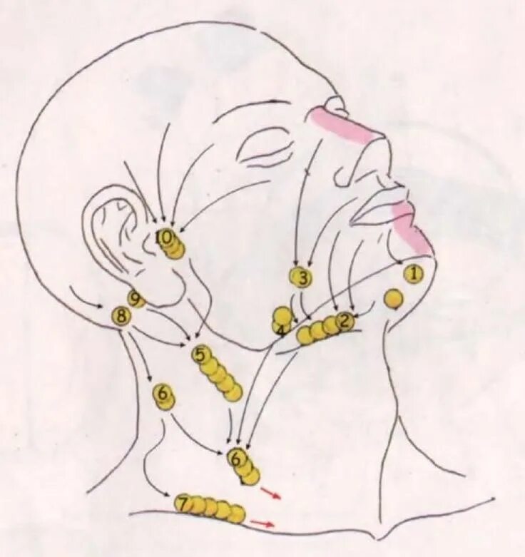 Расположение подчелюстных лимфоузлов у человека схема Схема оттока лимфы от головы и шеи Beauty hacks, Fictional characters, Art