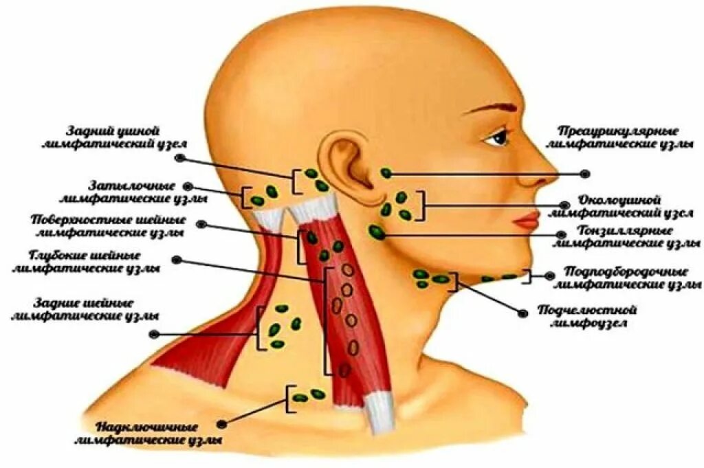 Расположение подчелюстных лимфоузлов у человека схема Лимфоузлы слева