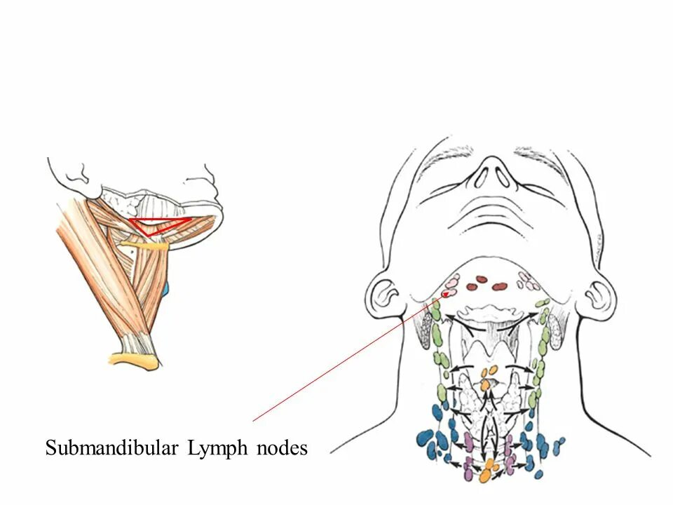 Расположение подчелюстных лимфоузлов у человека схема Neck Region PA 544 Clinical Anatomy. Anterior Surface. - ppt download