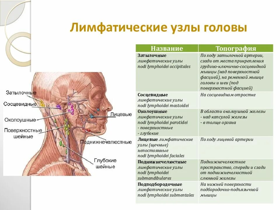 Расположение подчелюстных лимфоузлов у человека схема Картинки УВЕЛИЧЕНИЕ ЗАДНЕШЕЙНЫХ ЛИМФАТИЧЕСКИХ УЗЛОВ