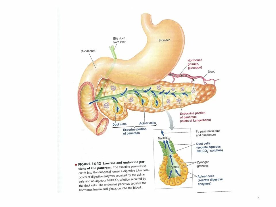 Расположение поджелудочной железы в организме человека схема PANCREATIC SECRETION DR. AMEL EASSAWI DR. SHAIKH MUJEEB AHMED ppt download