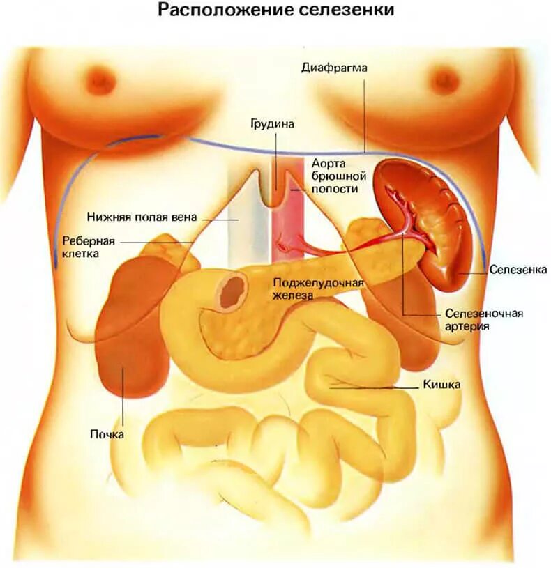 Расположение поджелудочной железы в организме человека схема СЕЛЕЗЕНКА: Признаки и симптомы заболеваний