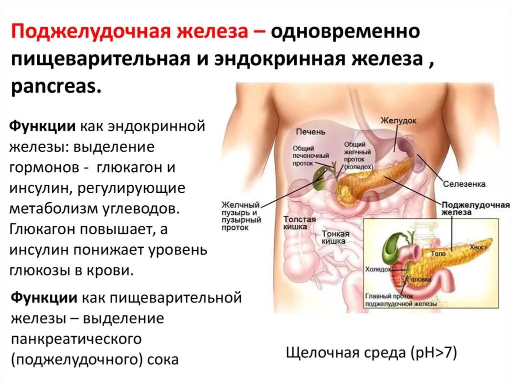 Расположение поджелудочной железы в организме человека схема Какие функции выполняют желчь и поджелудочная