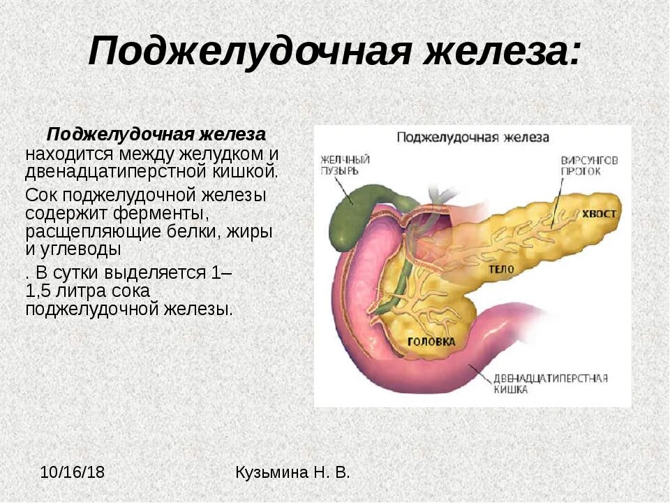 Поджелудочная железа находится справа или