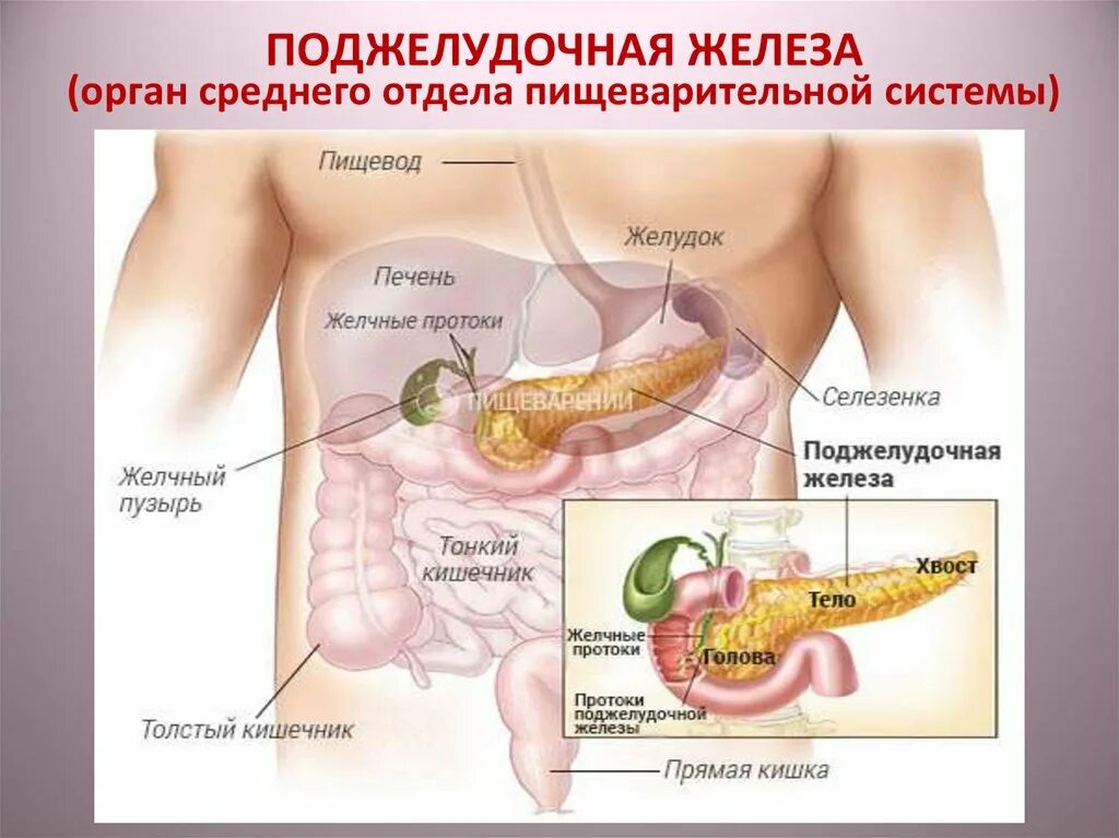 Расположение поджелудочной железы в организме человека схема Органы человека поджелудочная железа