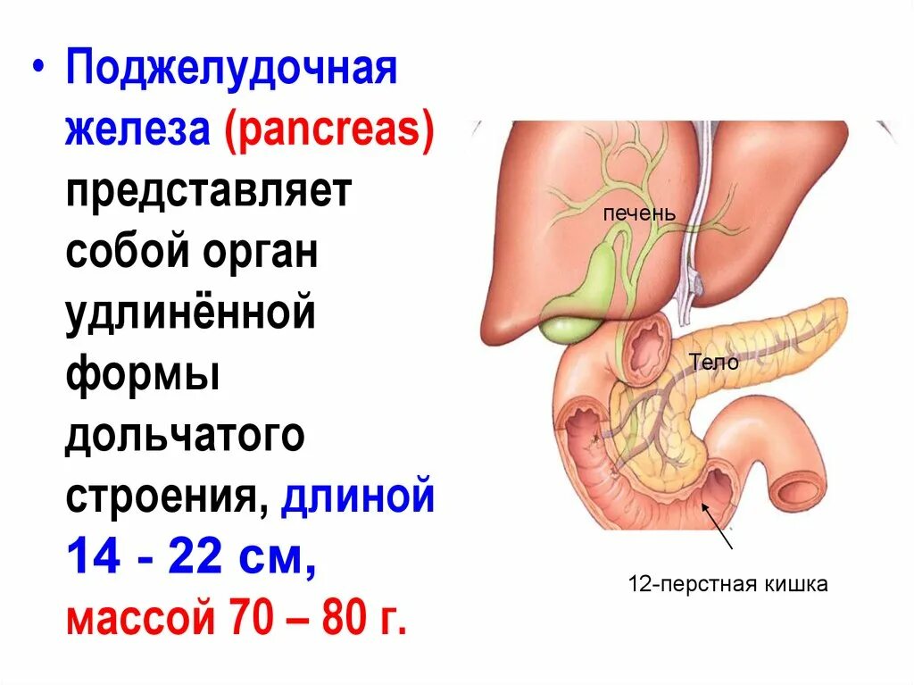 Расположение поджелудочной железы в организме человека схема В какой состав органов входит поджелудочная железа: найдено 83 изображений