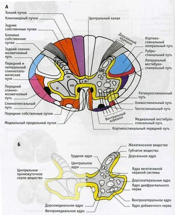 Расположение проводящих путей спинного мозга схема Раздел 7.Нервная система.