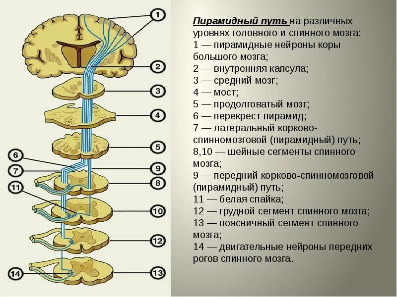 Основные проводящие пути головного и спинного мозга. - Студопедия.Нет