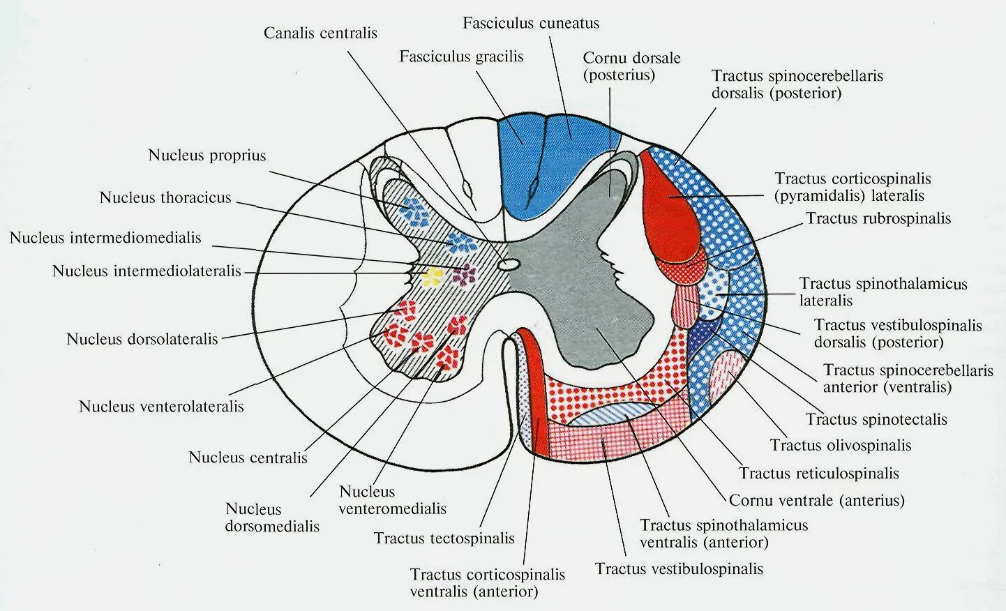 Расположение проводящих путей спинного мозга схема Лекции по Анатомии сх животных. Спинной мозг.