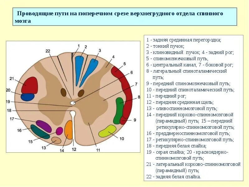 Расположение проводящих путей спинного мозга схема НЕРВНАЯ СИСТЕМА СПИННОЙ МОЗГ Составитель: преподаватель анатомии и физиологии