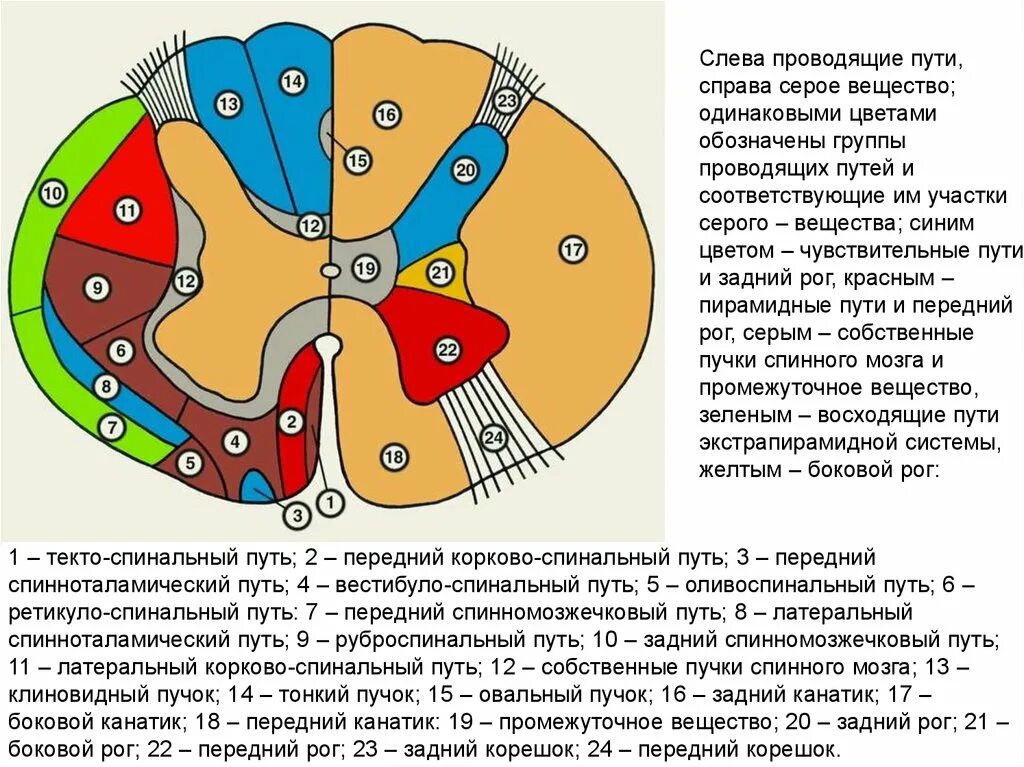 Расположение проводящих путей спинного мозга схема Через спинной мозг проходят пути: найдено 82 изображений