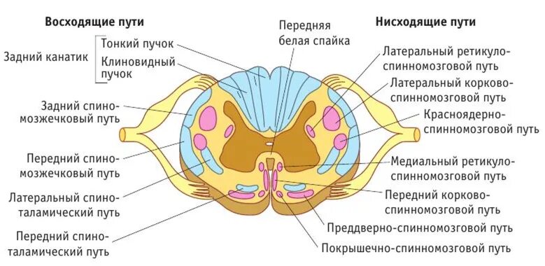 Расположение проводящих путей спинного мозга схема Схема поперечного среза спинного и продолговатого мозга