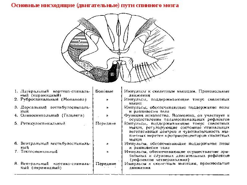 Расположение проводящих путей спинного мозга схема Лекция № 7 Основы физиологии спинного мозга