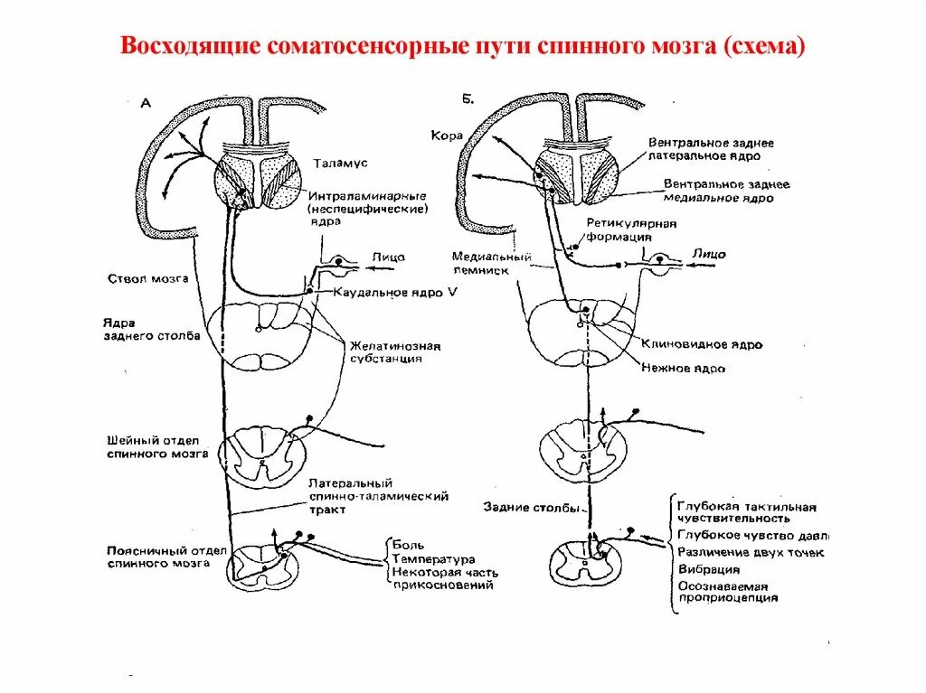 Расположение проводящих путей спинного мозга схема Восходящий путь спинного и головного мозга: найдено 77 изображений