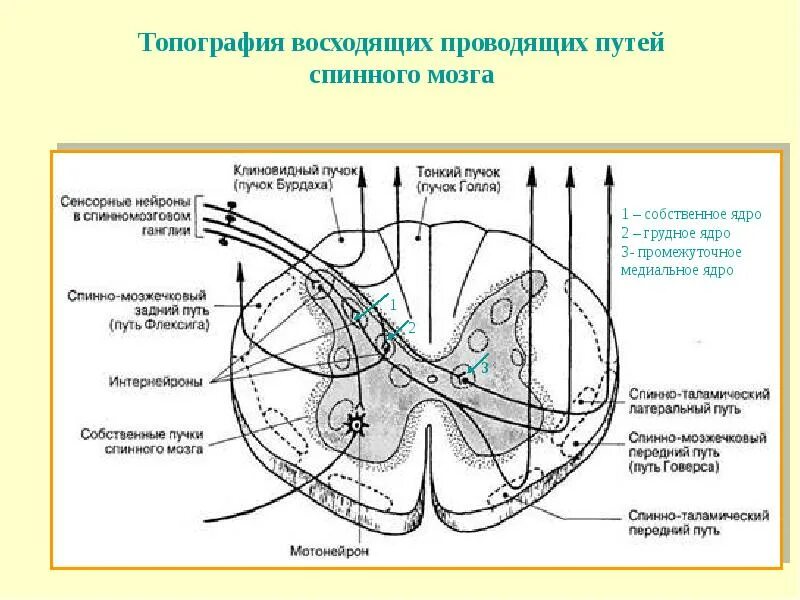 Расположение проводящих путей спинного мозга схема Анатомия центральной нервной системы Головной мозг