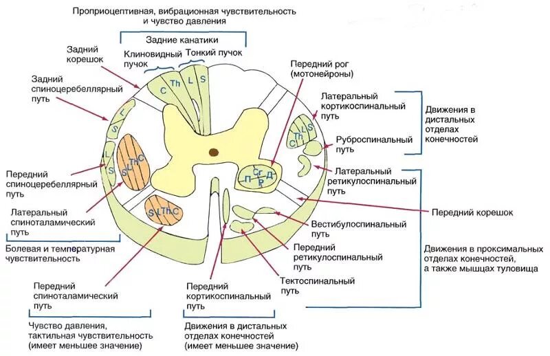 Расположение проводящих путей спинного мозга схема Ответы Mail.ru: как выглядит спиной мозг на поперечном сечении