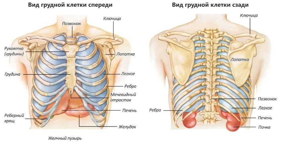 Расположение ребер у человека схема Найдите грудину с которой связаны ребра, образующие грудную клетку. Опишите форм