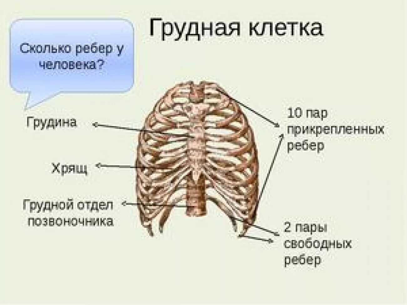 Расположение ребер у человека схема Сколько пар рёбер у человека? Полное объяснение и факты