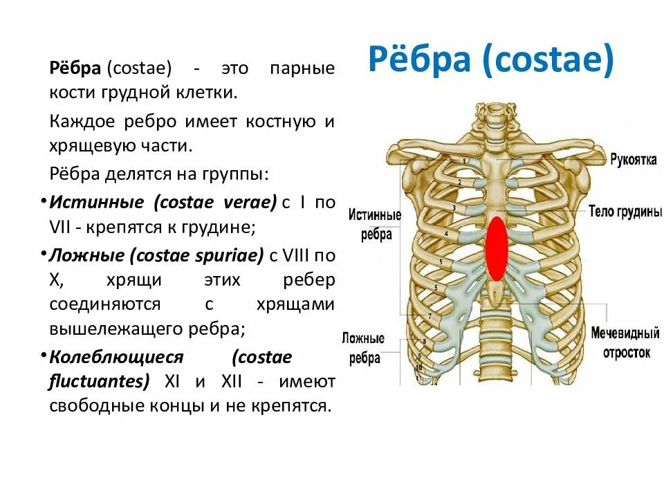 Расположение ребер у человека схема Где находится 11 ребра: найдено 89 изображений