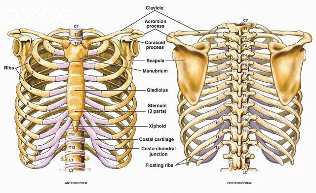 Расположение ребер у человека схема Front and back diagrams ...bones of the human thorax. Anatomia corpo humano, Cor