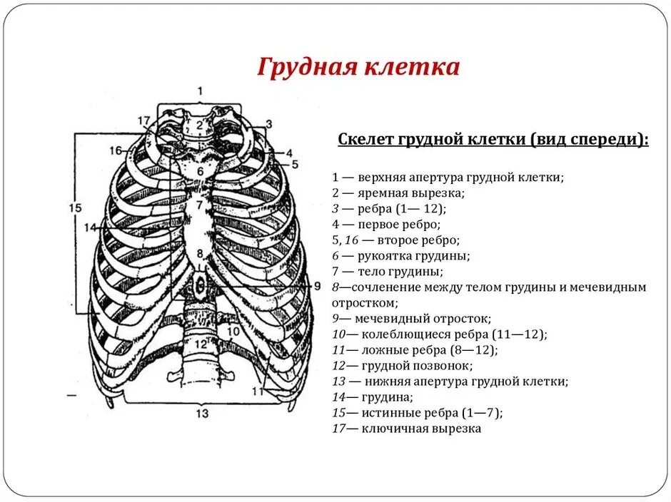 Расположение ребер у человека схема В образовании грудной клетки участвуют