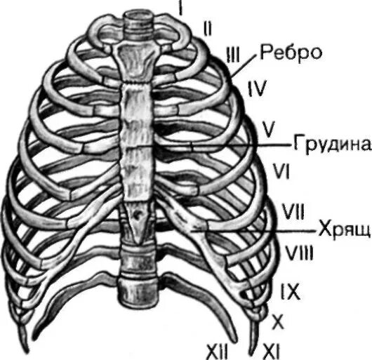 Расположение ребер у человека схема ОПОРНО-ДВИГАТЕЛЬНЫЙ АППАРАТ