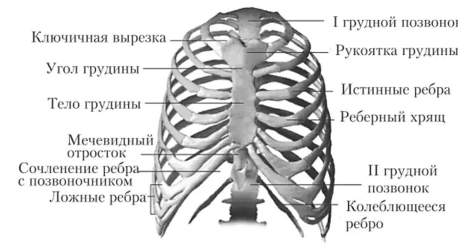 Расположение ребер у человека схема Образование грудной клетки