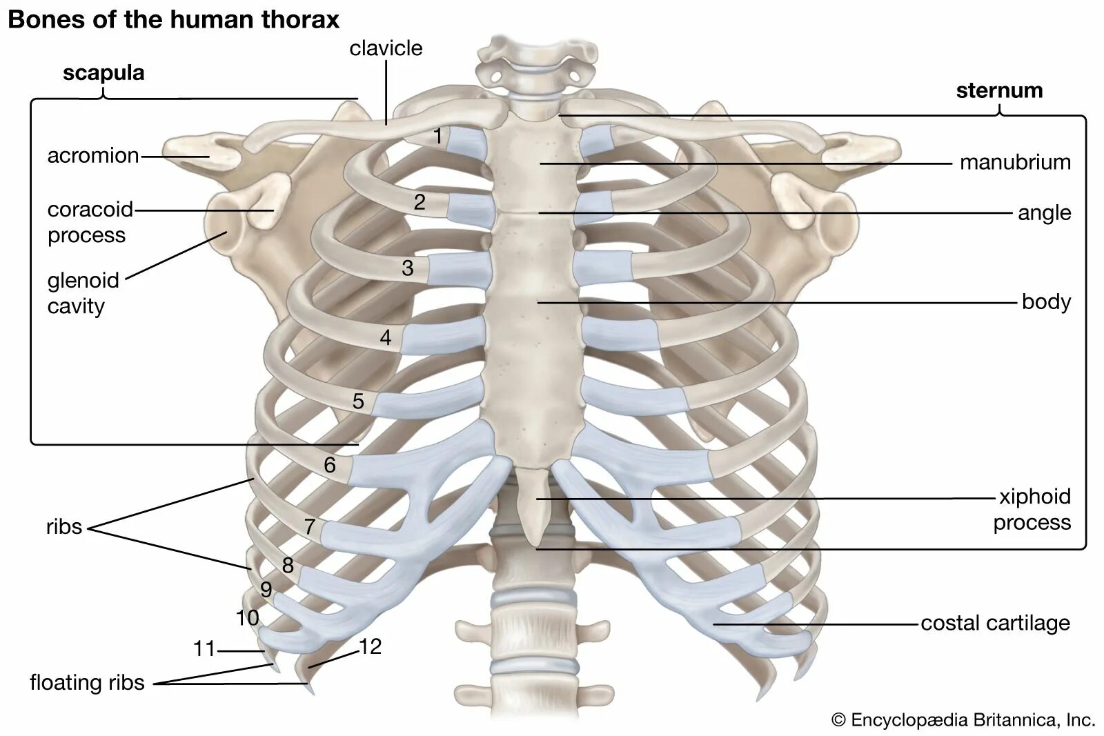 Расположение ребер у человека схема Rib cage Anatomy & Function Britannica