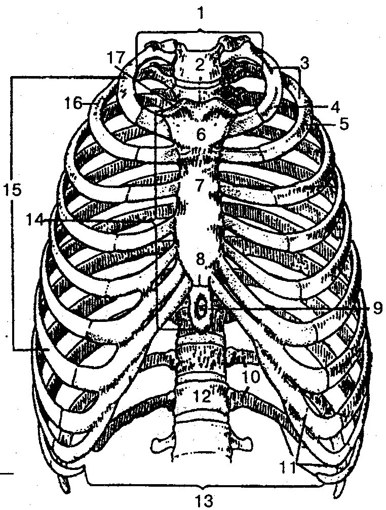 Расположение ребер у человека схема Скелет туловища . Анатомия и физиология человека: Учебное пособие.