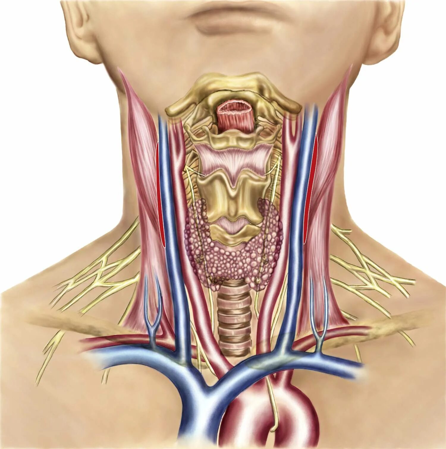 Расположение щитовидки на горле фото Superior Thyroid Artery: Anatomy, Function, and Significance