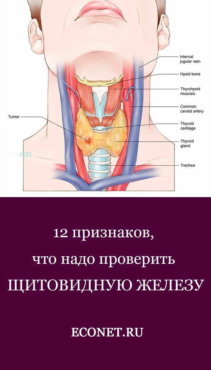 Расположение щитовидки на горле фото 12 признаков, что надо ПРОВЕРИТЬ ЩИТОВИДНУЮ ЖЕЛЕЗУ Щитовидная железа, Холистичес