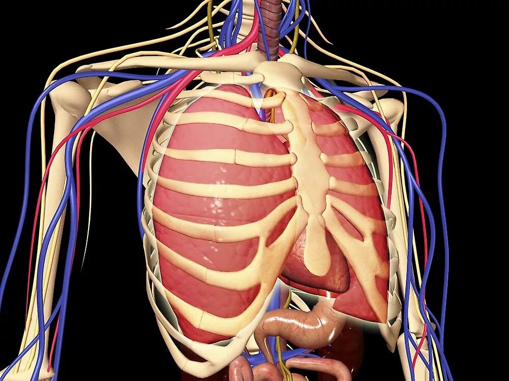 Расположение сердца у человека фото Human rib cage with lungs and nervous system. Poster Fruugo IT