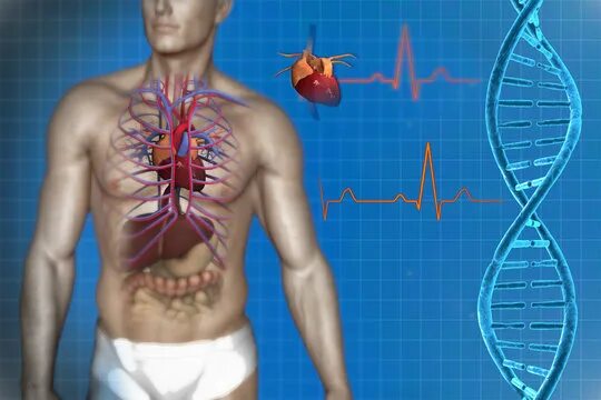 Расположение сердца у человека фото "Pulmonary Trunk" Зображення - огляд 552 Стокові фото, векторні зображення й від